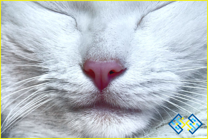 emocional medios de comunicación Personas con discapacidad auditiva Cómo limpiar la nariz de los gatos? ✔️ lizengo 【 2023 】