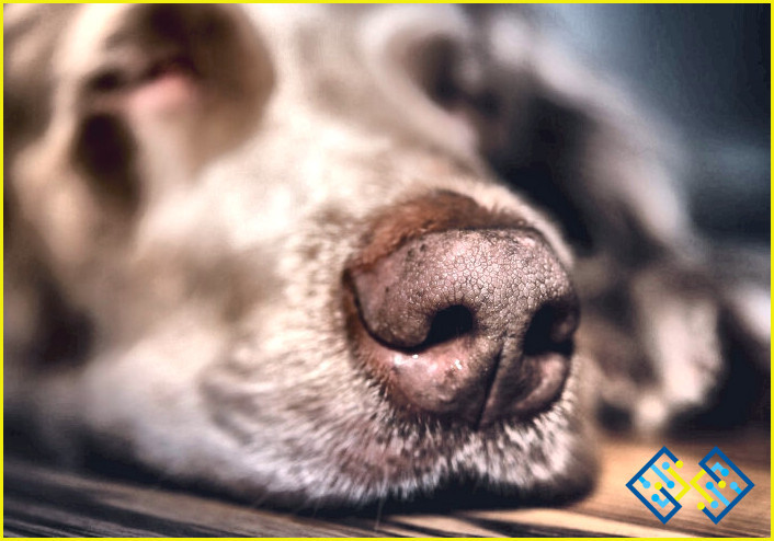 ¿Cómo limpiar la nariz de un perro?