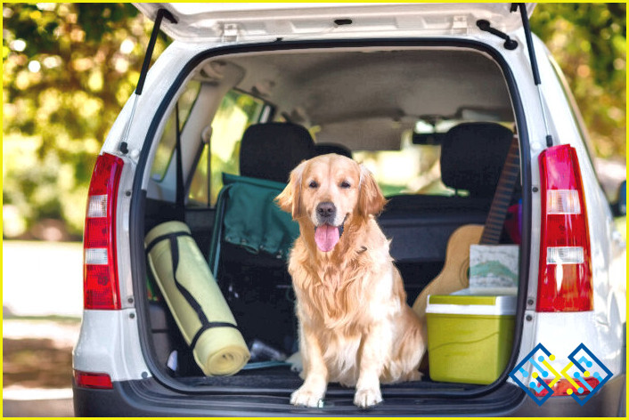 ¿Cómo llevar a un cachorro a casa en el coche?
