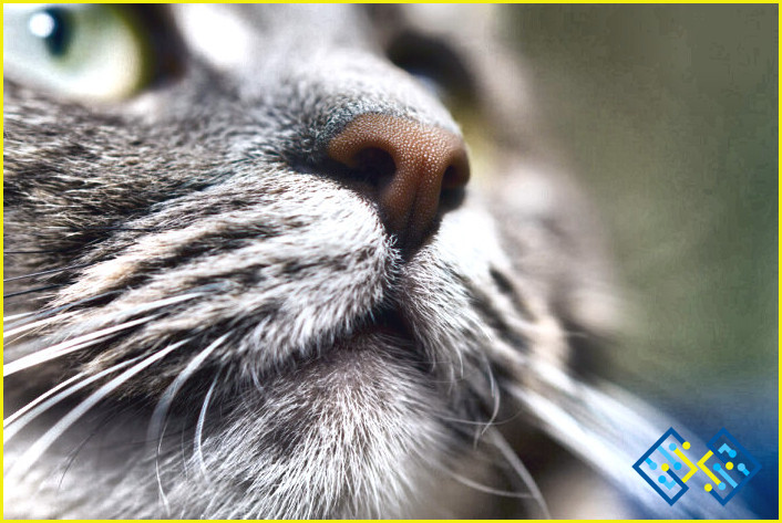 ¿Cómo limpiar las fosas nasales del gato?
