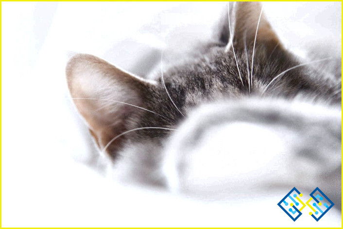 ¿Cómo limpiar las orejas del gato aceite de coco?
